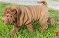 Chinese Shar-Pei